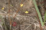 Zigzag bladderwort